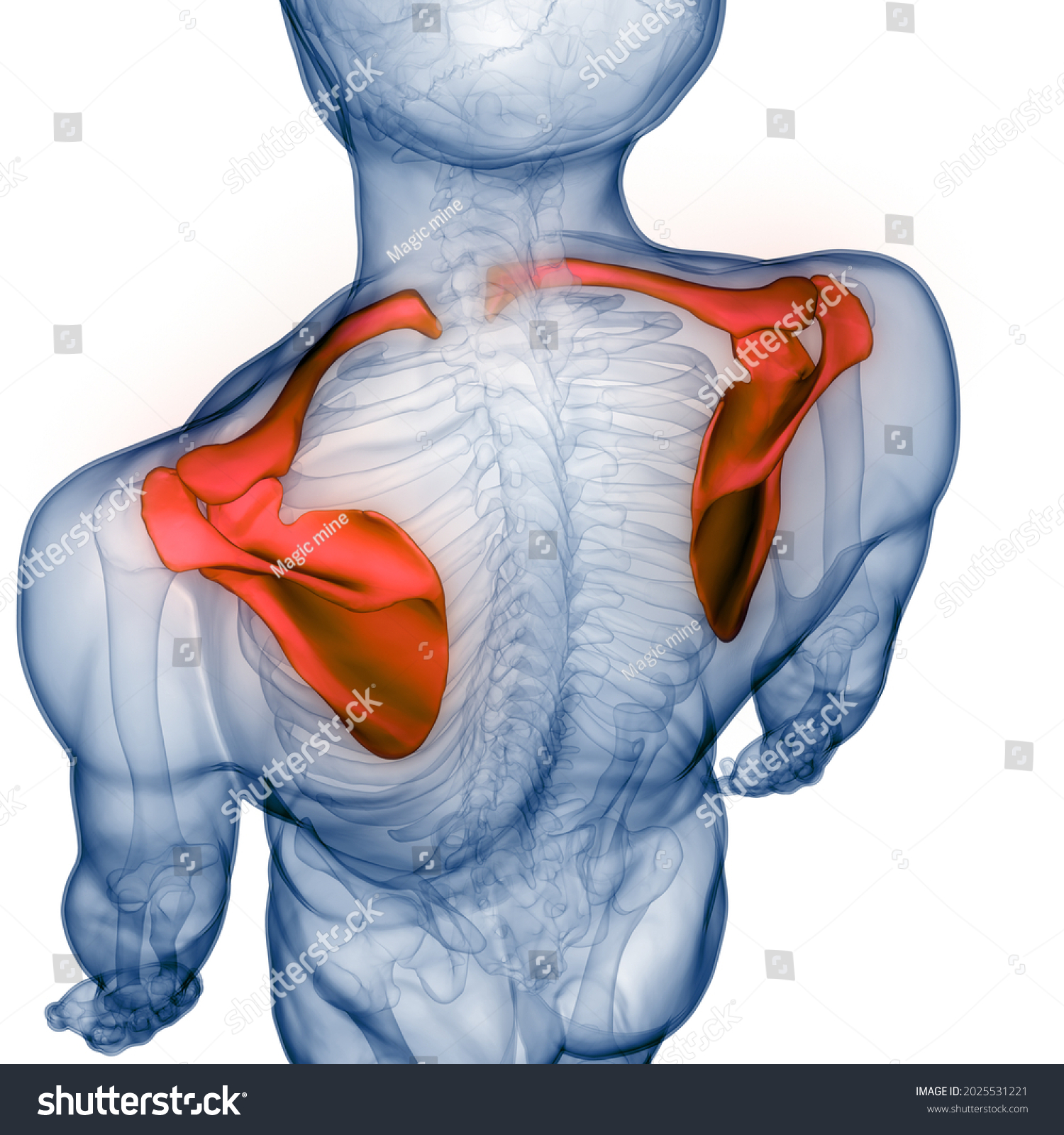 Human Skeleton System Pectoral Shoulder Girdle Stock Illustration 2025531221 Shutterstock