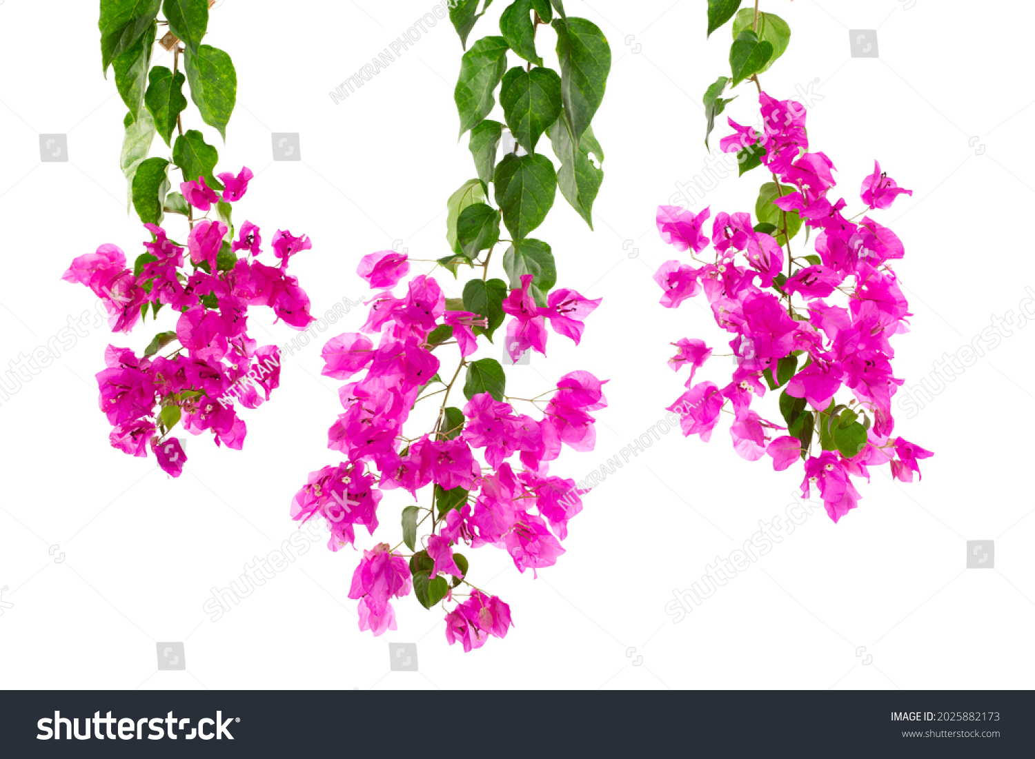 Purple Bougainvillea Isolated On White Background Stock Photo ...