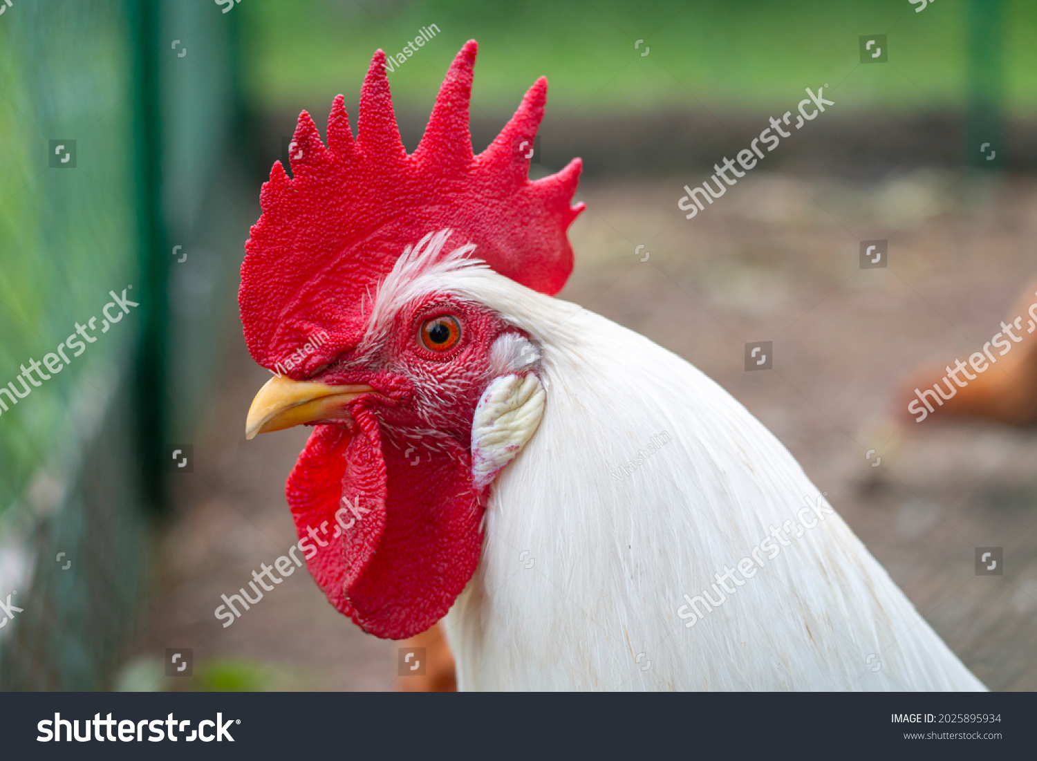 Portrait Photo White Rooster Breed Lohmann Stock Photo 2025895934