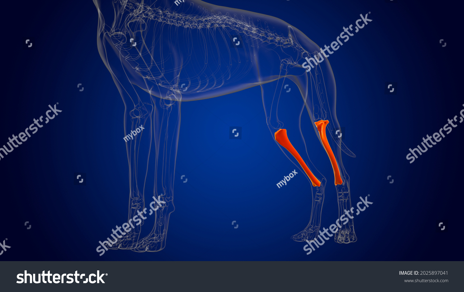 Tibia Bones Dog Skeleton Anatomy Medical Stock Illustration 2025897041 ...