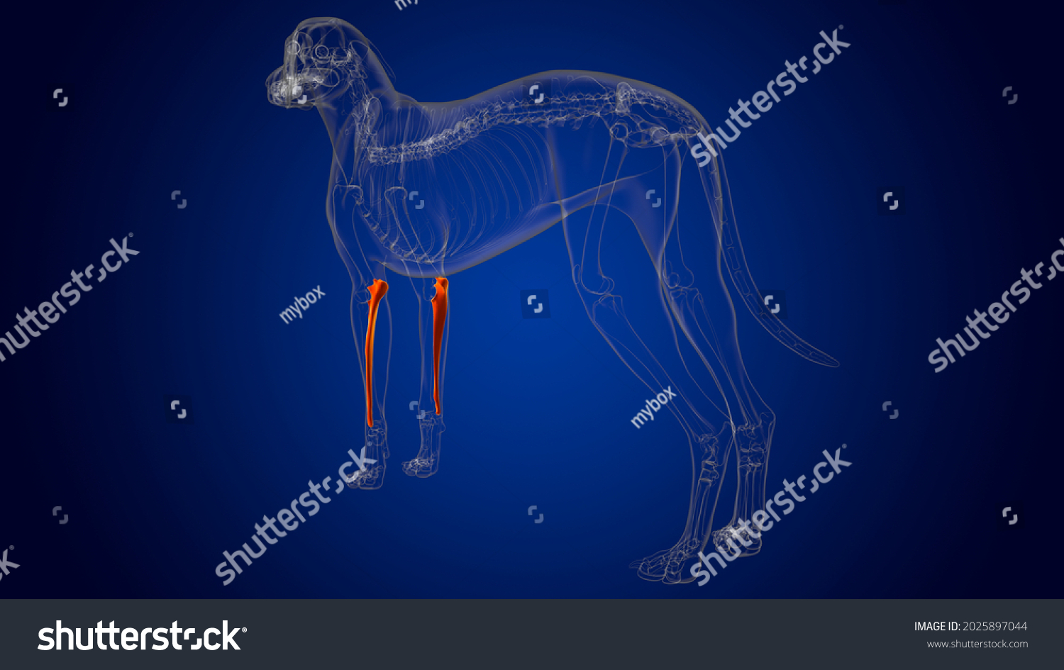 Ulna Bones Dog Skeleton Anatomy Medical Stock Illustration 2025897044 ...