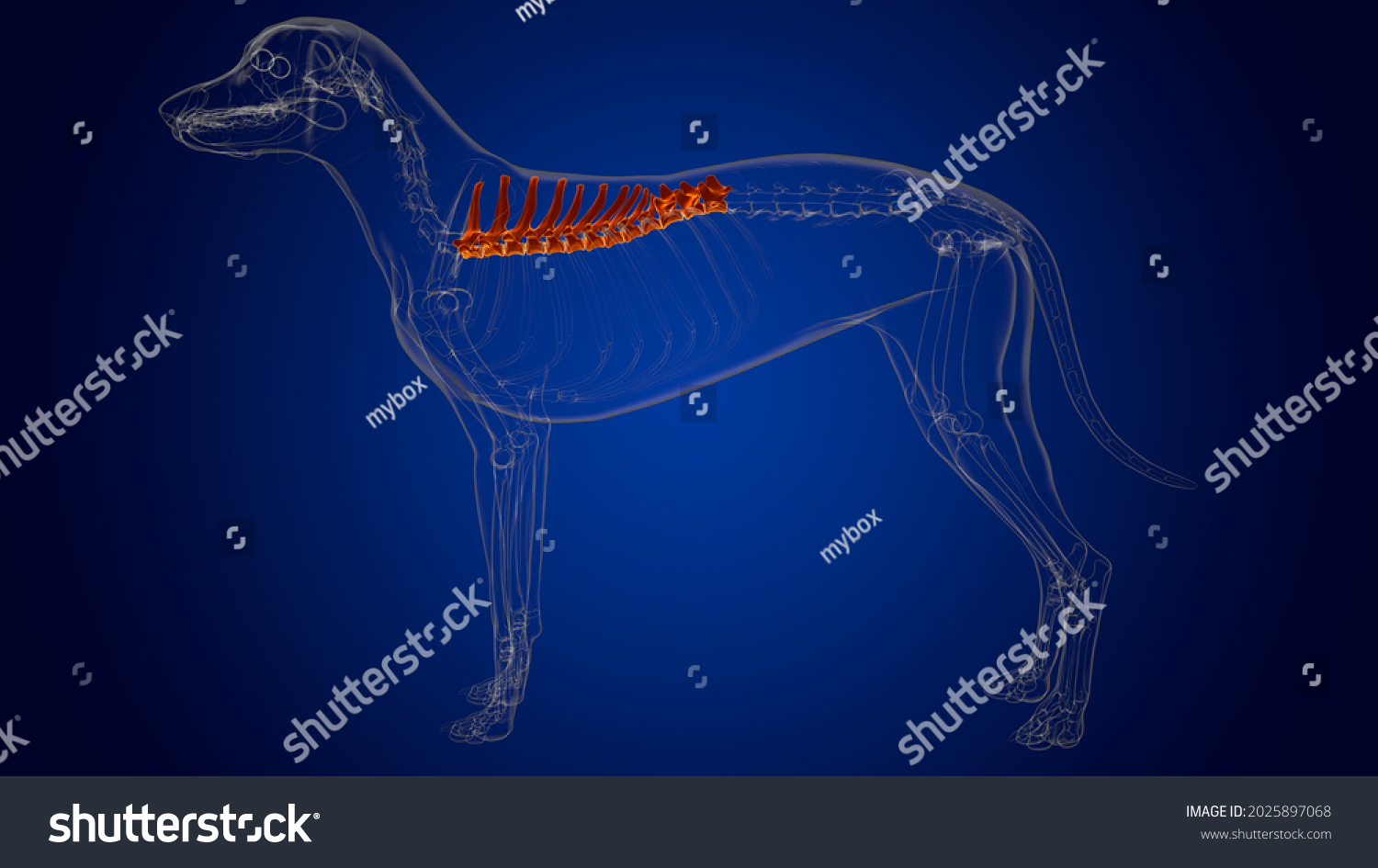 Thoracic Vertebrae Bones Dog Skeleton Anatomy Stock Illustration ...