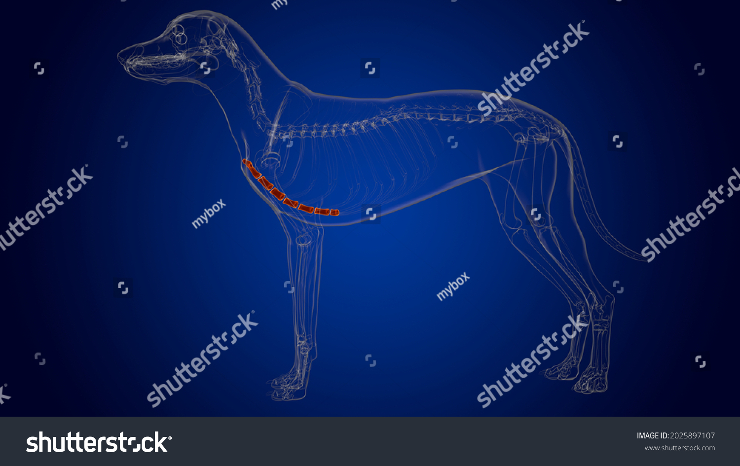 Sternum Bones Dog Skeleton Anatomy Medical Stock Illustration ...