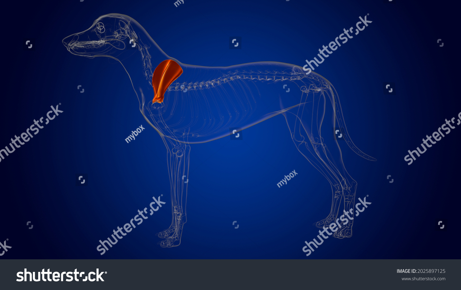 Scapula Bones Dog Skeleton Anatomy Medical Stock Illustration ...