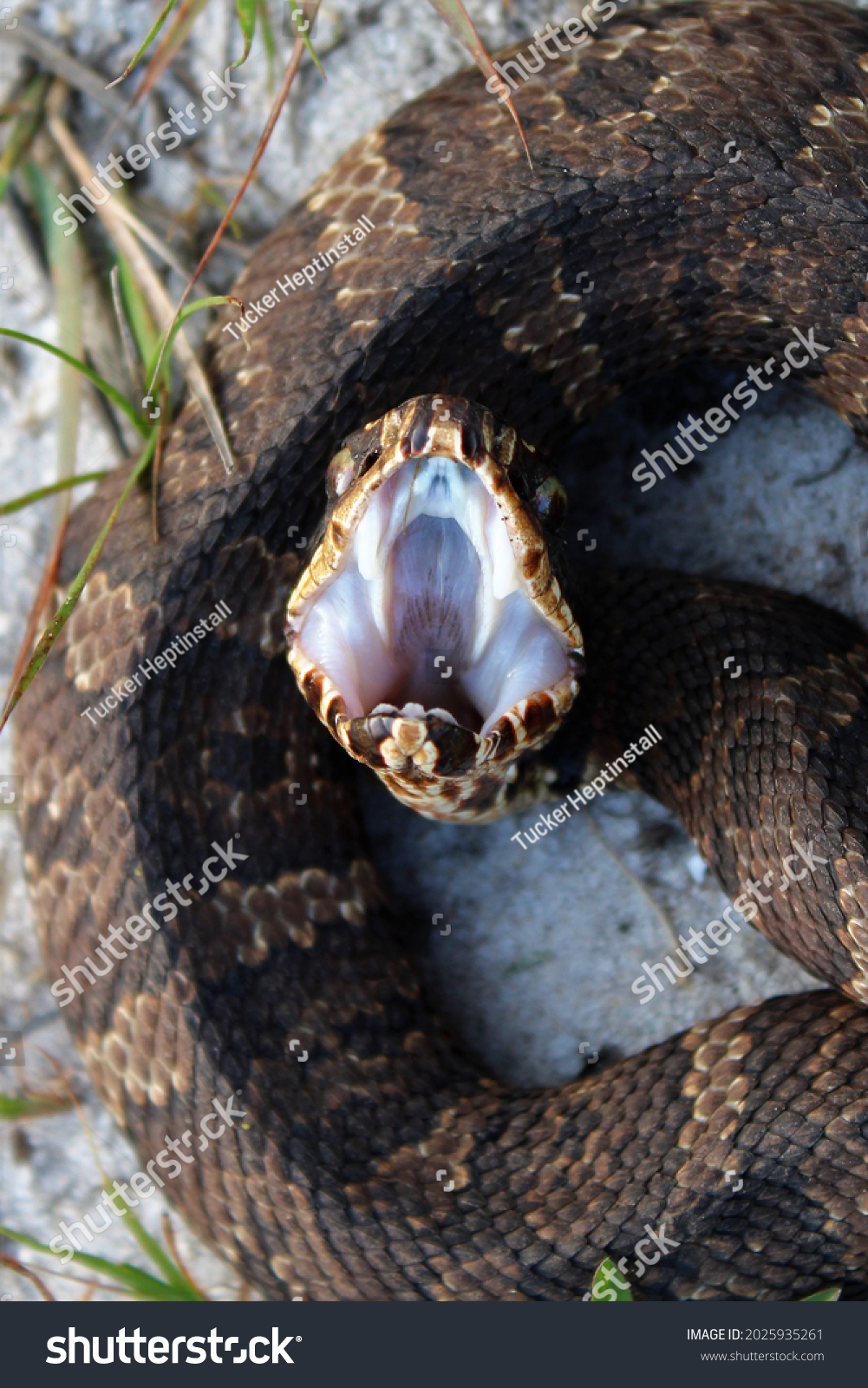 Cottonmouthwater Moccasin Closeup Open Mouth Stock Photo 2025935261 ...