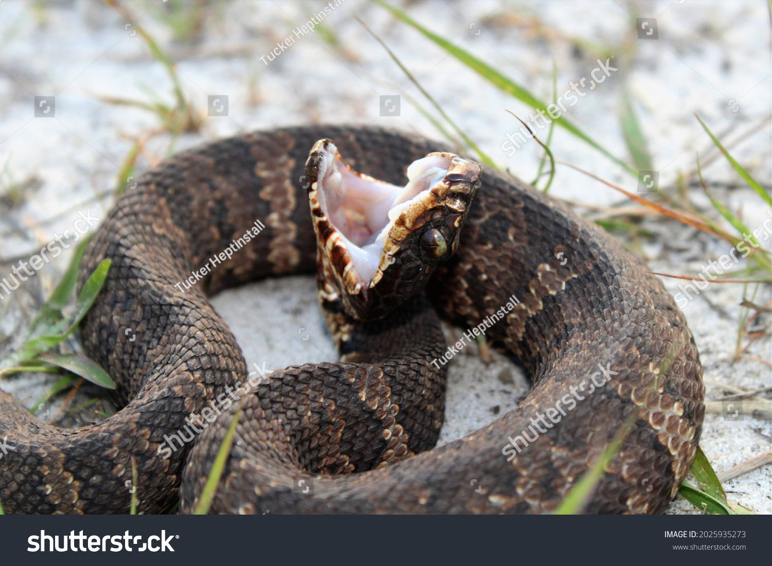 Cottonmouthwater Moccasin Closeup Open Mouth Stock Photo 2025935273 ...