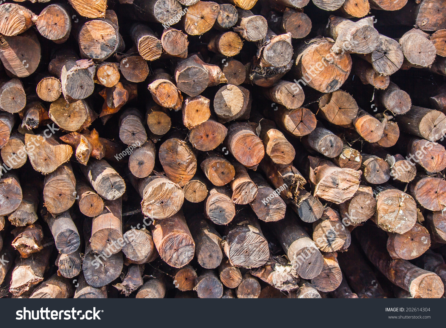 Mangrove Wood Background Stock Photo 202614304 | Shutterstock