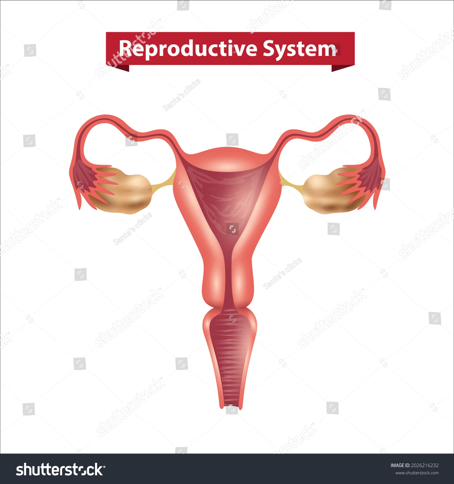 Vektor Stok Female Reproductive System Vector Illustration Tanpa Royalti 2026216232 Shutterstock 6356