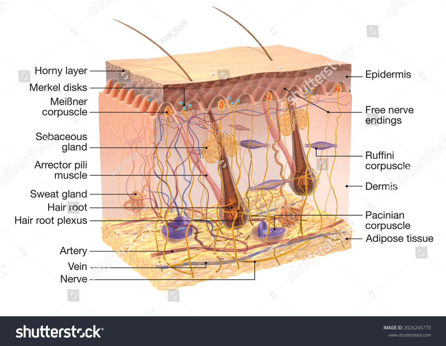 3d Illustration Showing Transparent Human Skin Stock Illustration 