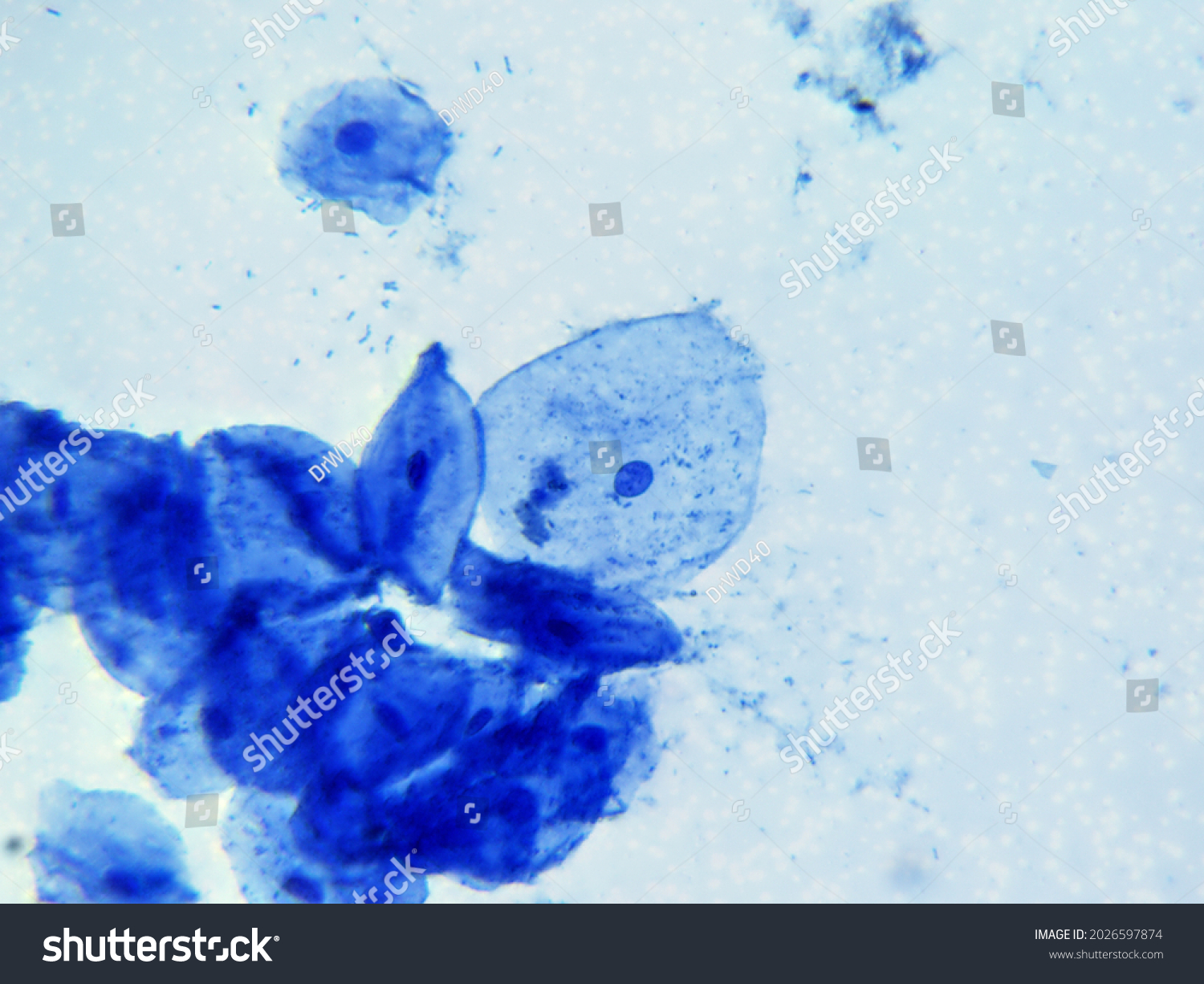 Microscopic Image Human Cheek Cells Stained Stock Photo 2026597874 ...