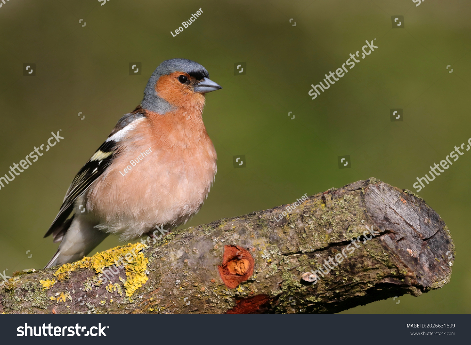 13,591 European Finches Images, Stock Photos & Vectors 