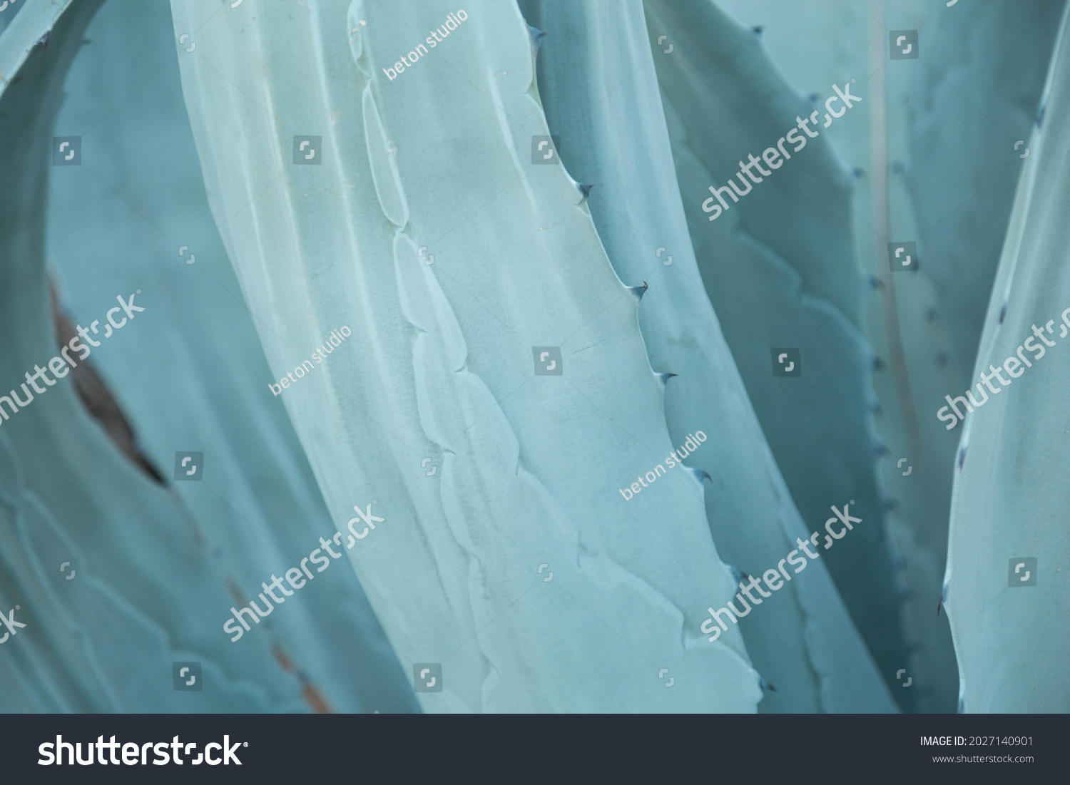 19,831 Agave Texture Images, Stock Photos & Vectors | Shutterstock