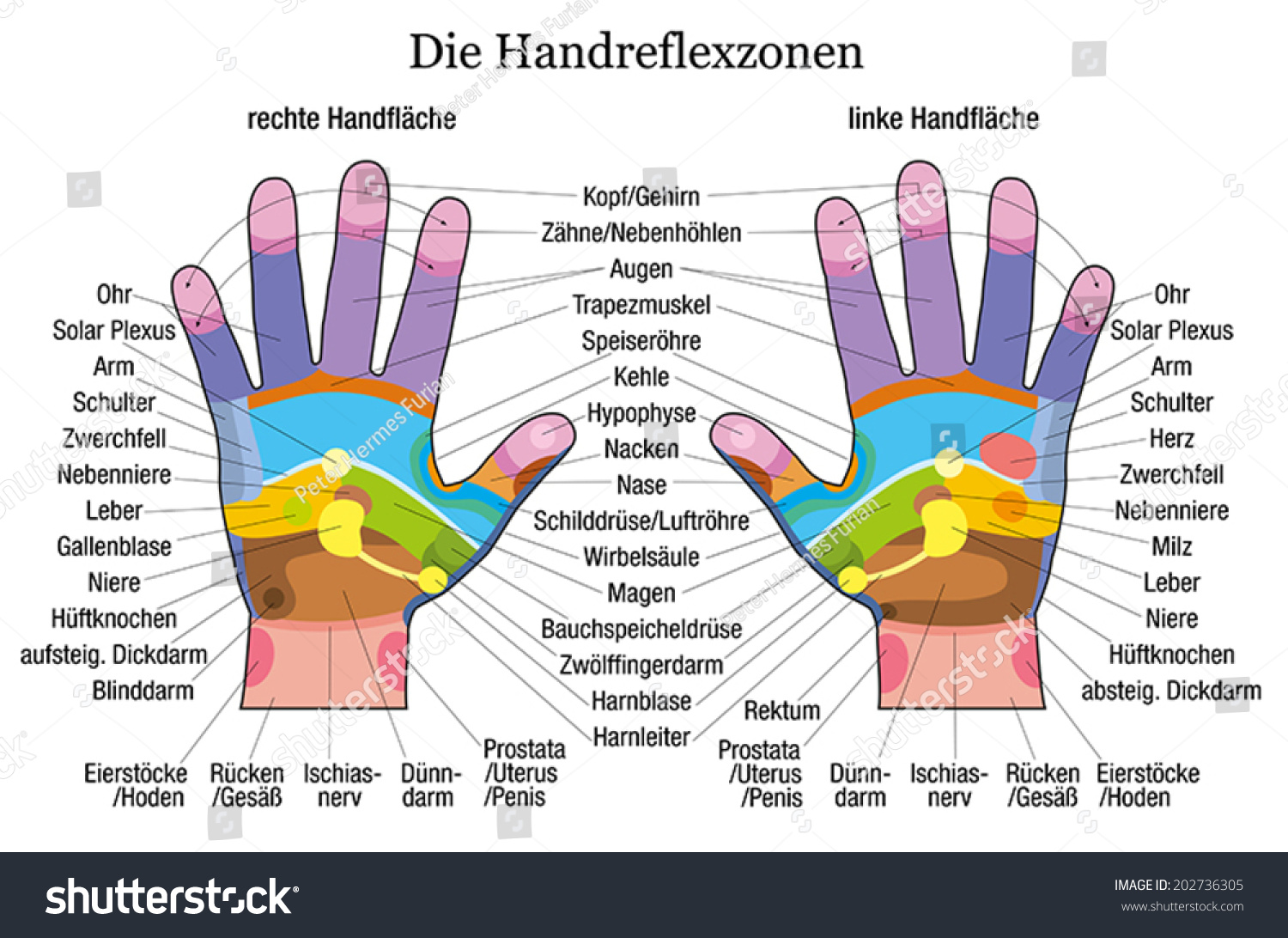 Hand Reflexology Chart Accurate Description Corresponding : Image ...