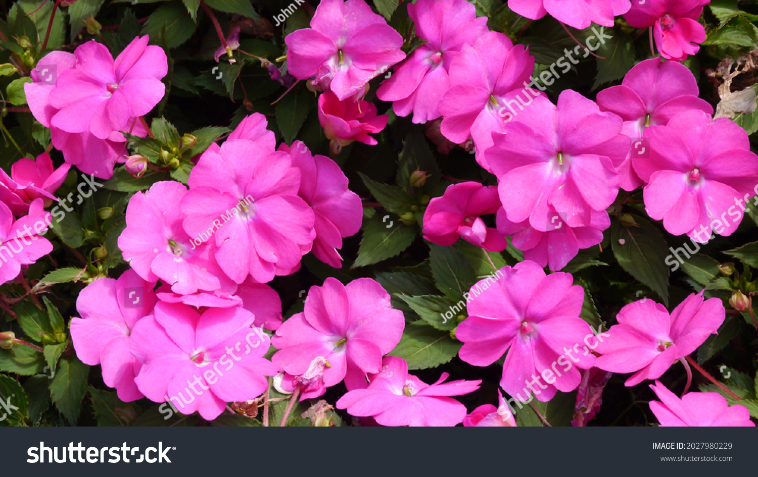 Red Pink Impatiens Sunpatiens Compact Plants Stock Photo 2027980229 ...