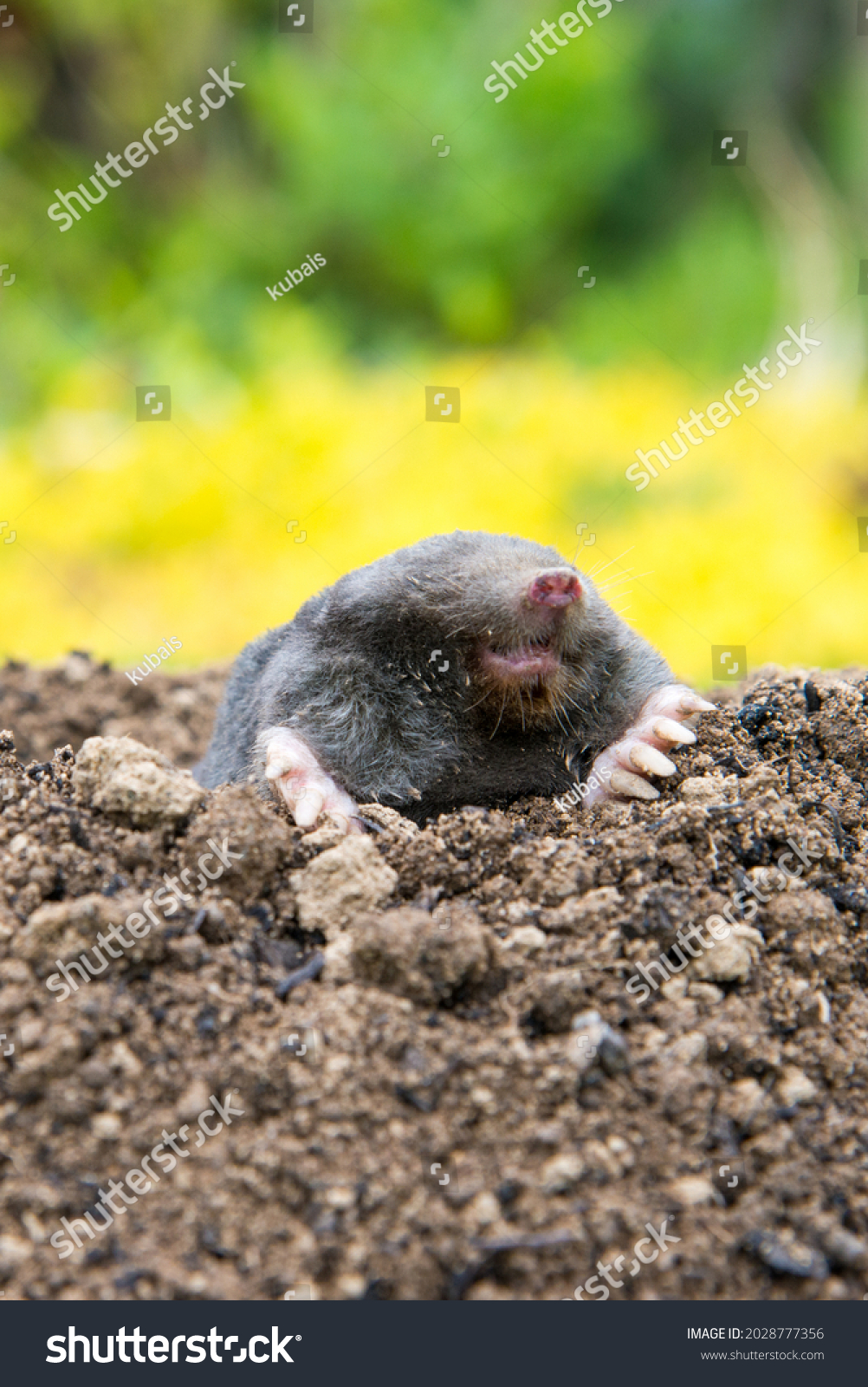 European Mole Talpa Europaea Destroying Lawn Stock Photo 2028777356