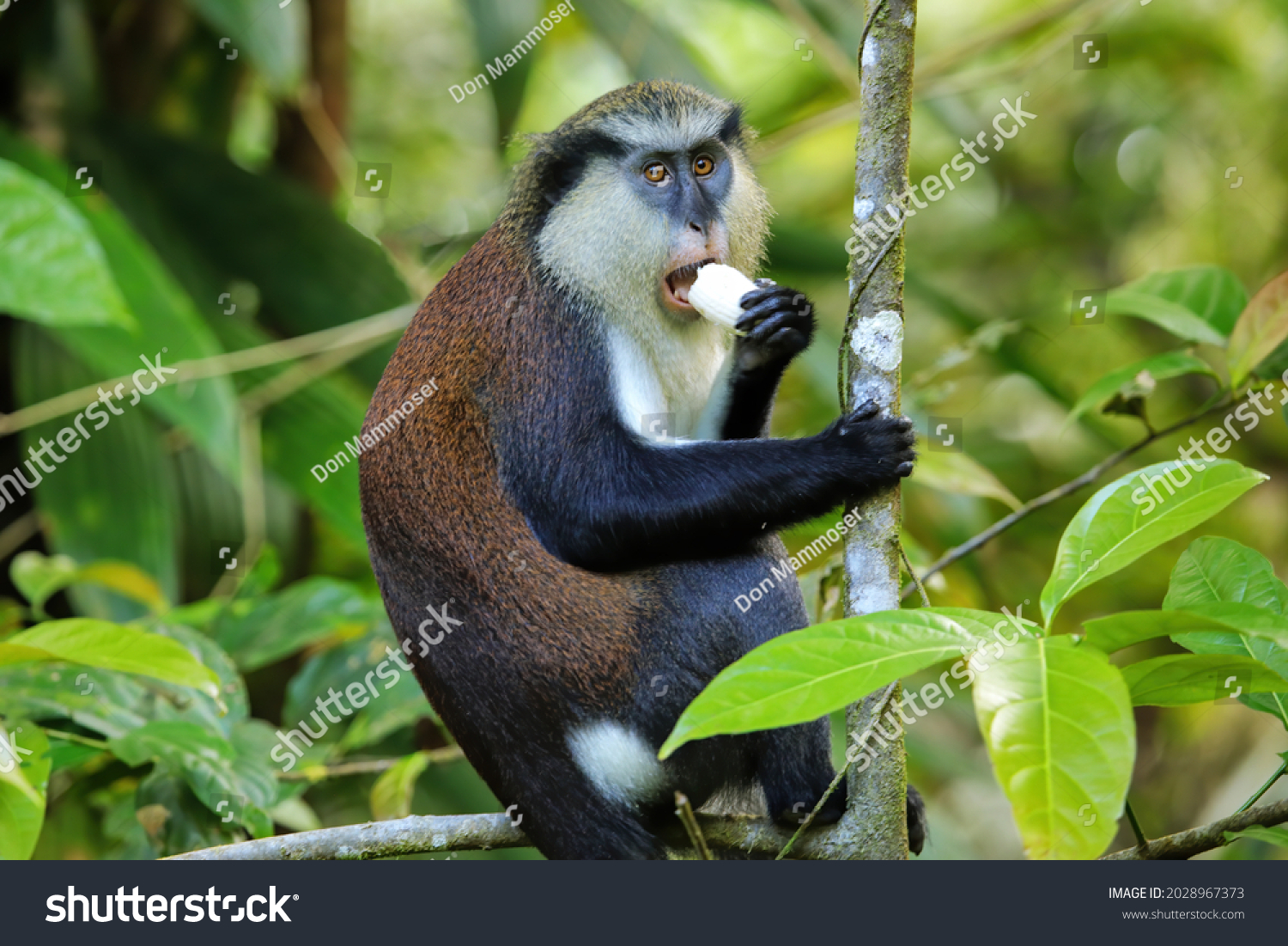 mona-monkey-cercopithecus-mona-eating-tree-stock-photo-2028967373