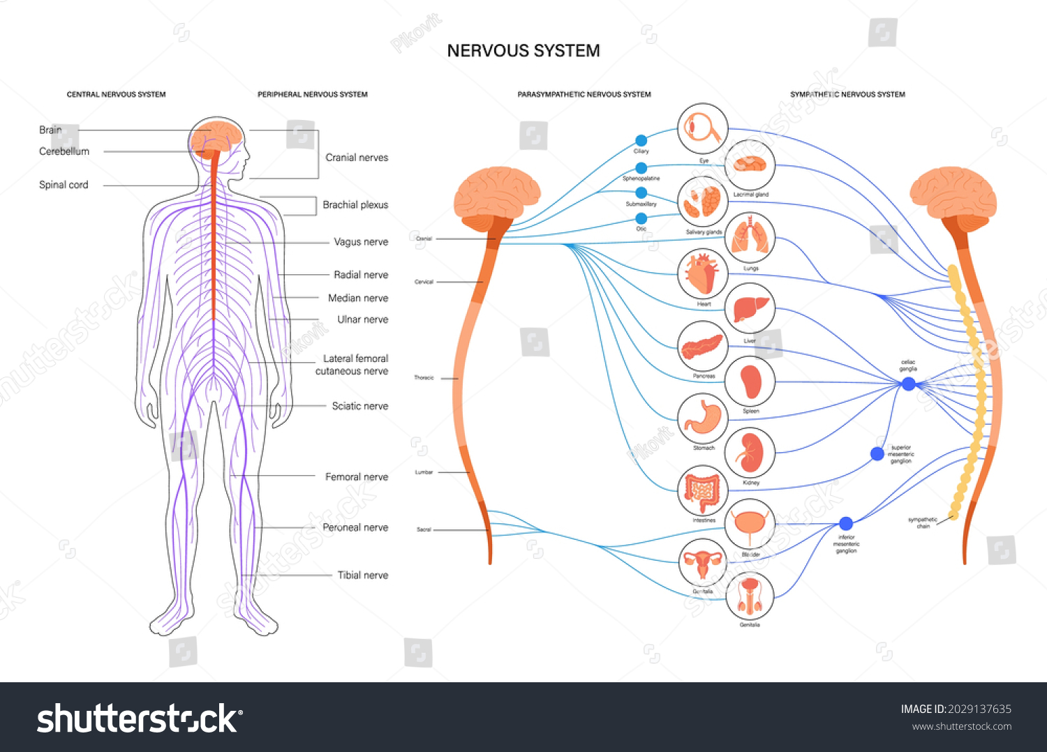 Sympathetic Parasympathetic Nervous Systems Diagram Brain Stock Vector Royalty Free