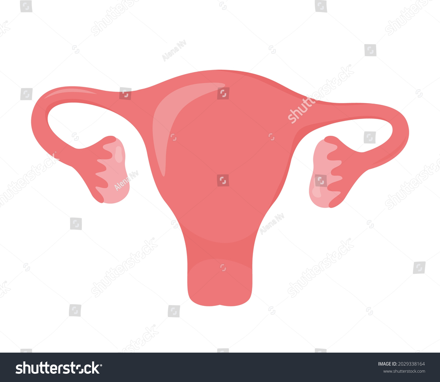 Uterus Woman Reproductive Health Illustration Gynecology Stock Vector ...