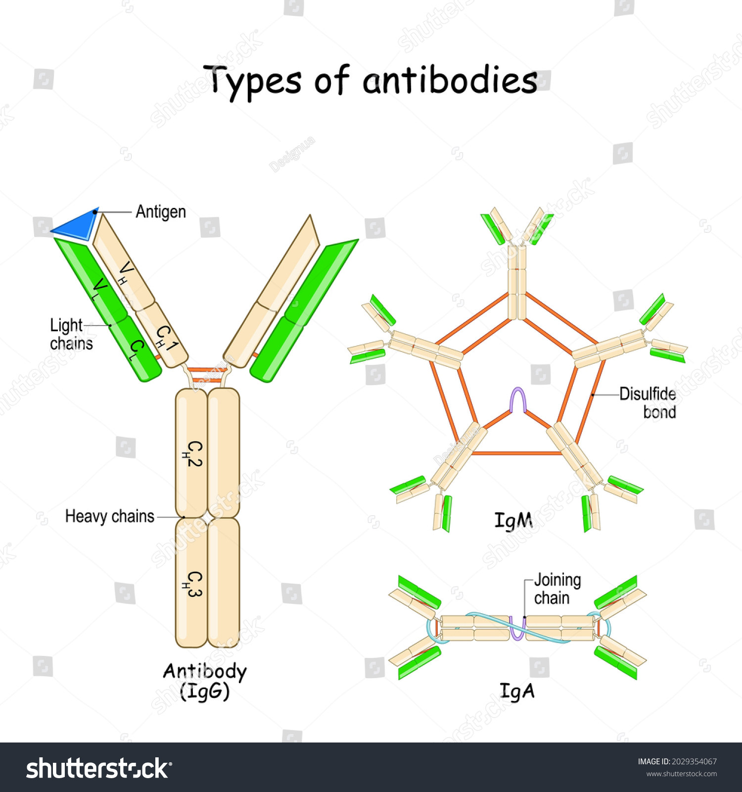 Types Antibodies Antibody Anatomy Antigen Heavy Stock Vector (Royalty ...