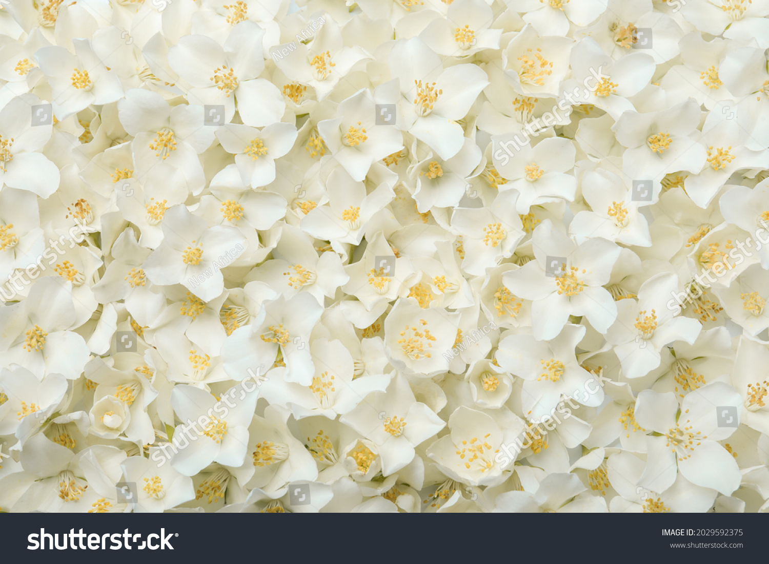 jasmine flower wallpaper