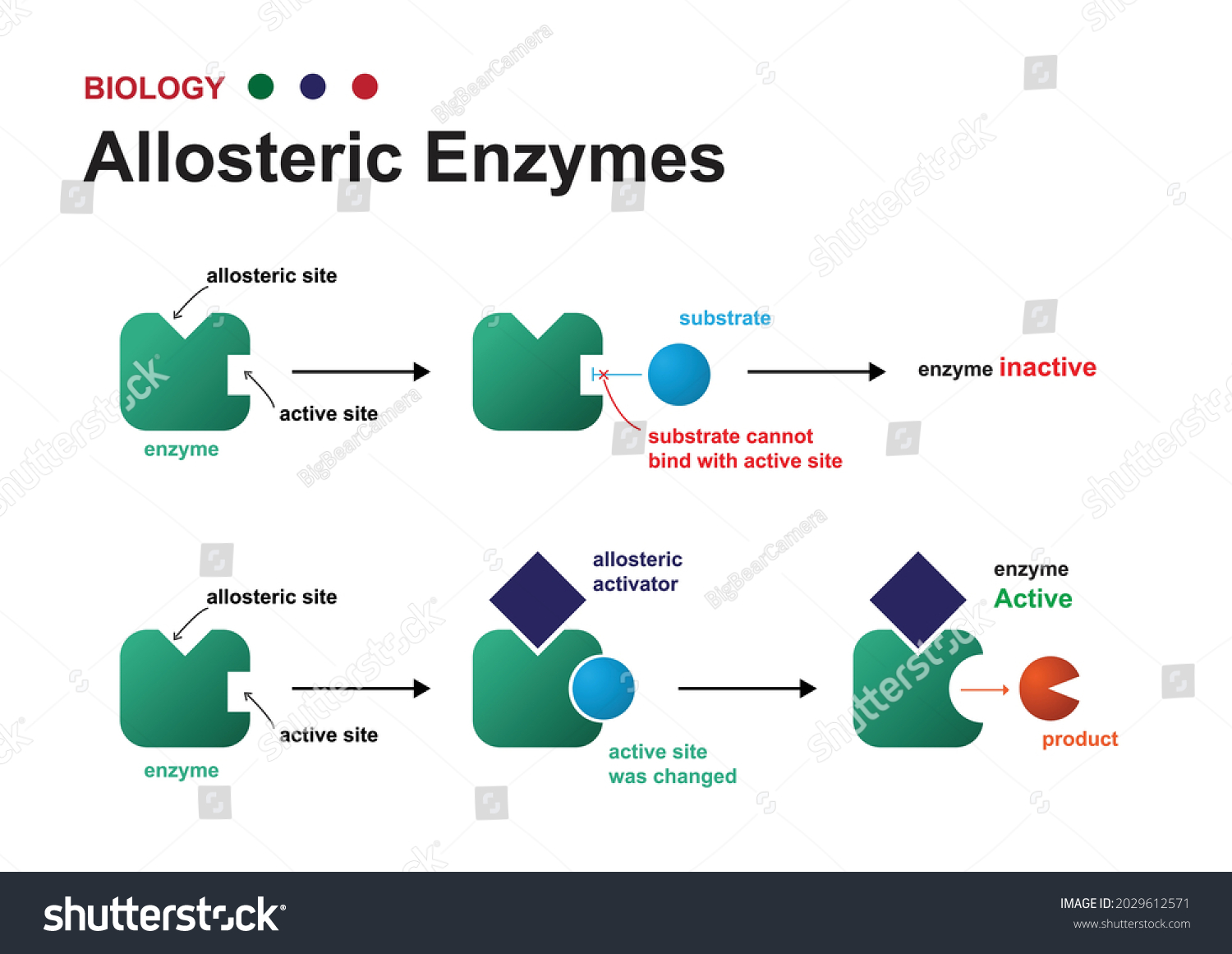 Biology Diagram Show Regulation Allosteric Enzyme 库存矢量图（免版税）2029612571 ...