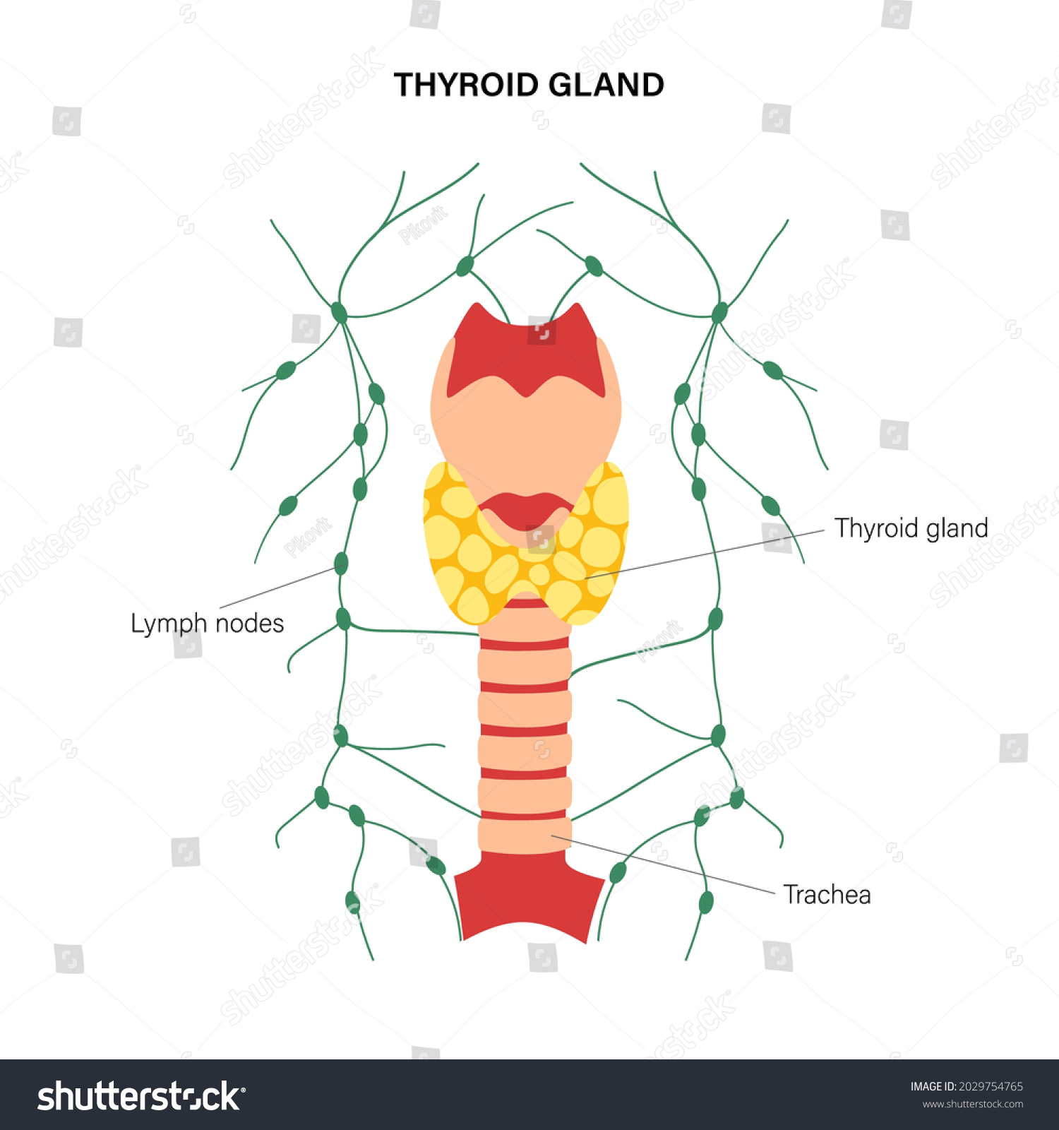 Thyroid Gland Throat Trachea Lymph Nodes Stock Vector (Royalty Free ...