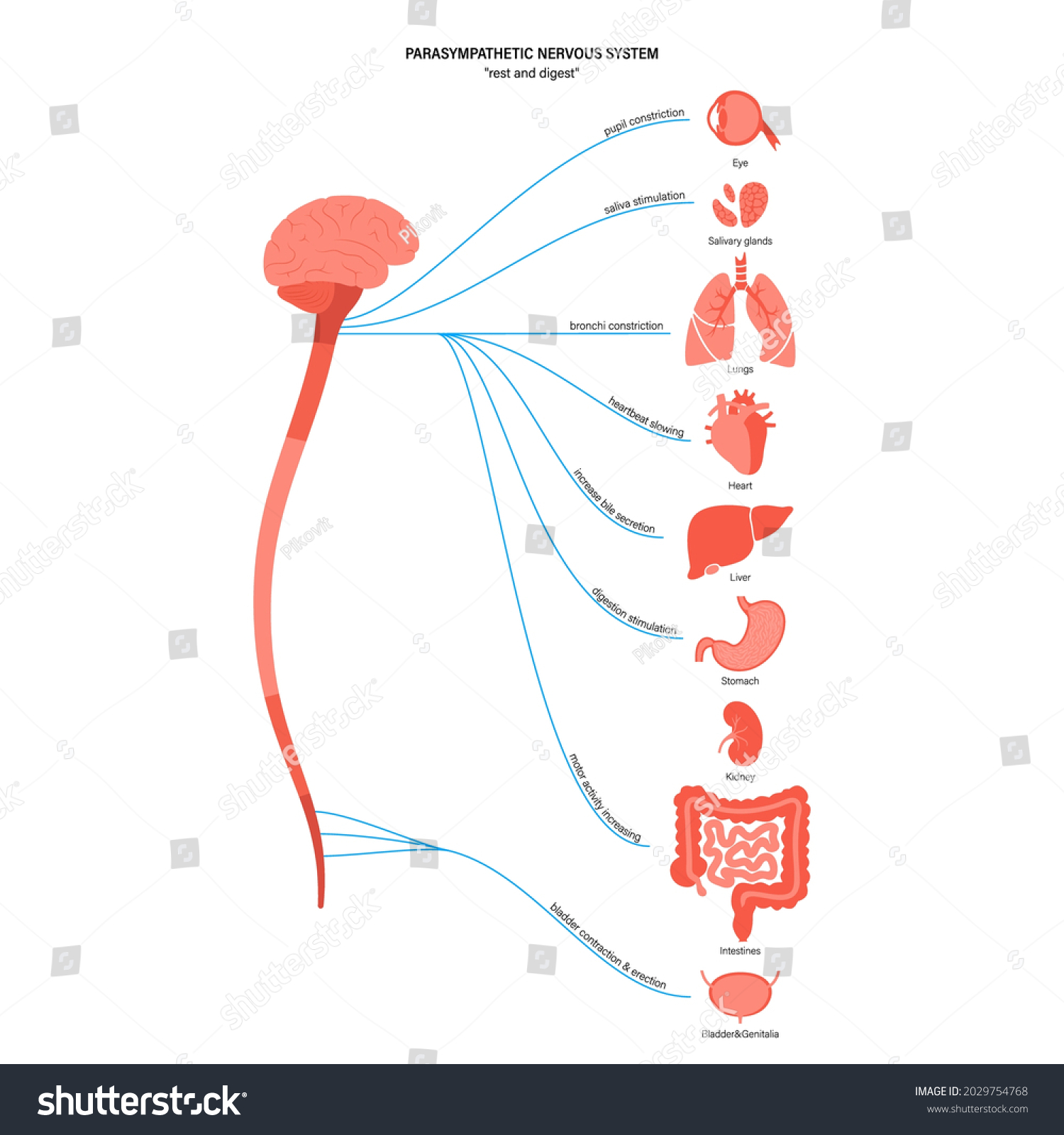 Parasympathetic Nervous System Diagram Brain Nerves Stock Vector ...