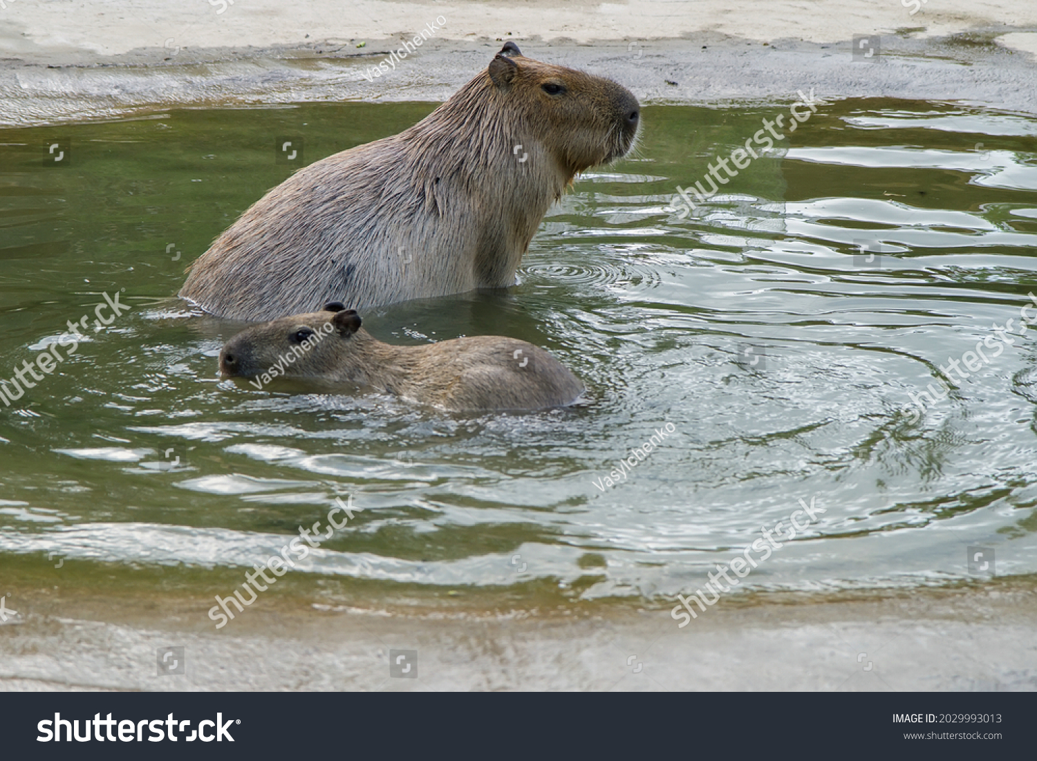 Couple Capybaras Pond Large Capybaaras Splash Stock Photo 2029993013 ...