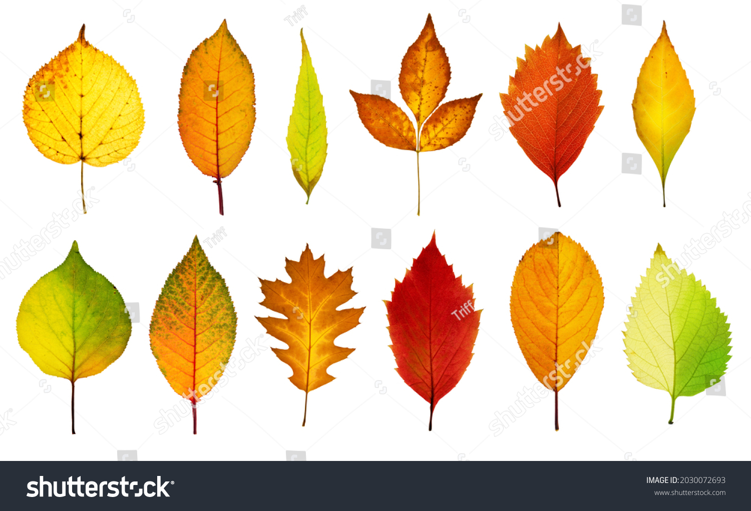 163 Torn Leaves Vine Images, Stock Photos & Vectors | Shutterstock