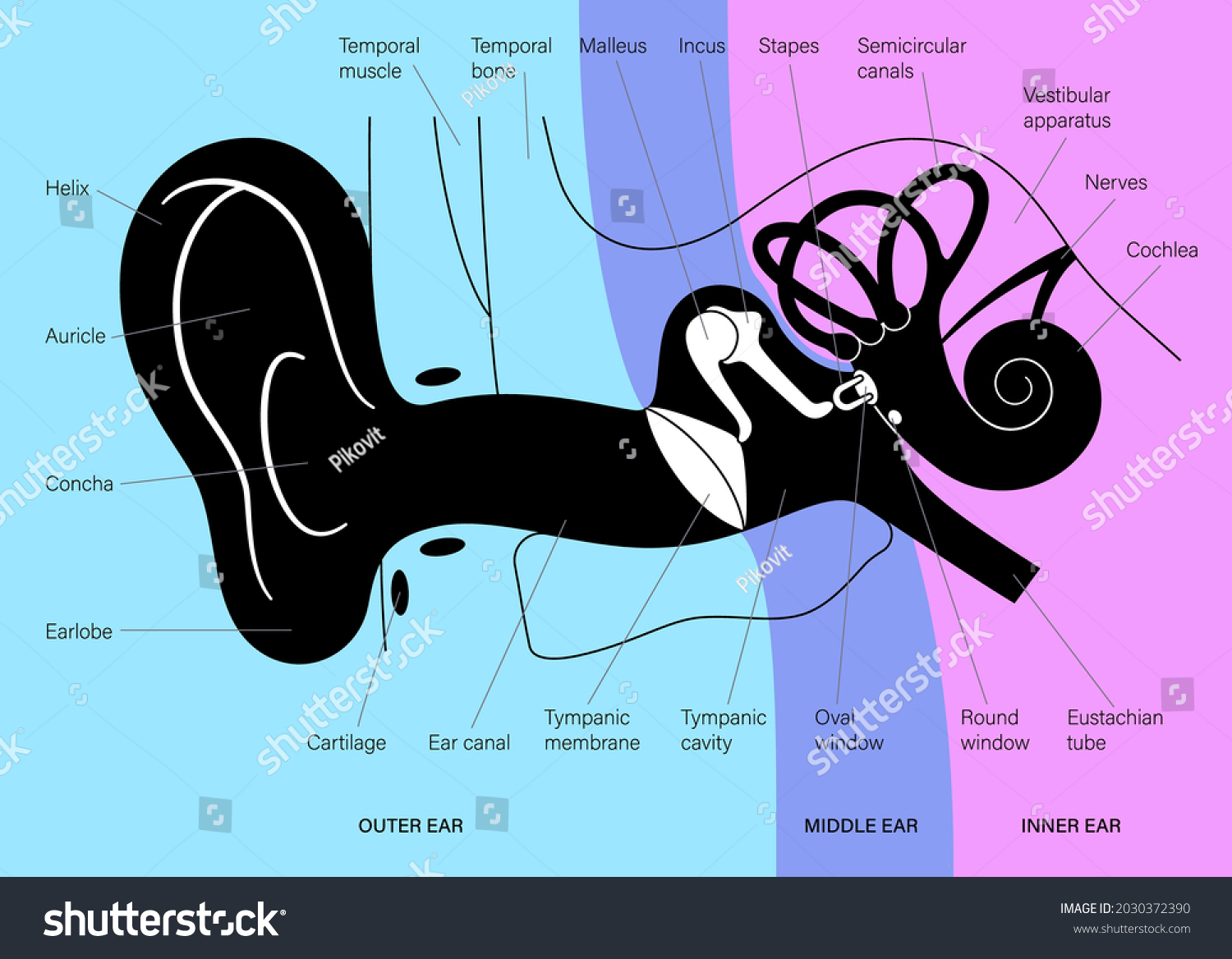 Human Ear Structure Anatomical Diagram Outer Stock Vector Royalty Free 2030372390 Shutterstock 0632