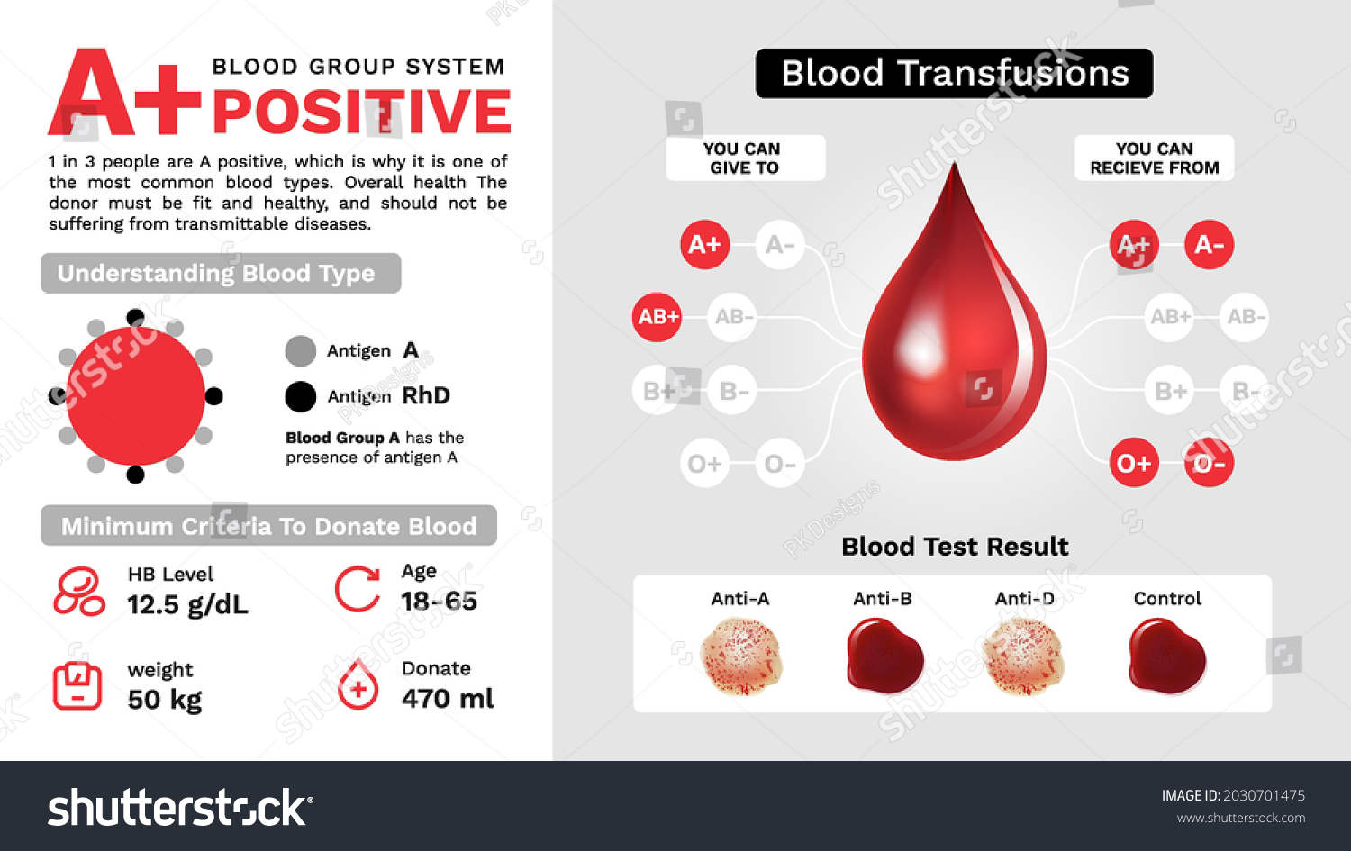 Positive Blood Group Characteristics Additional Information Stock ...