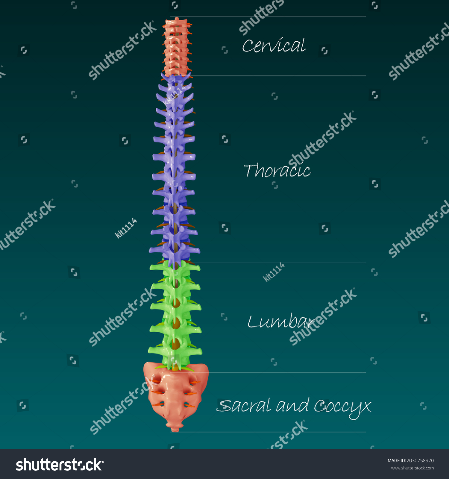 3d Illustration Vertebral Column Human Skeleton Stock Illustration ...