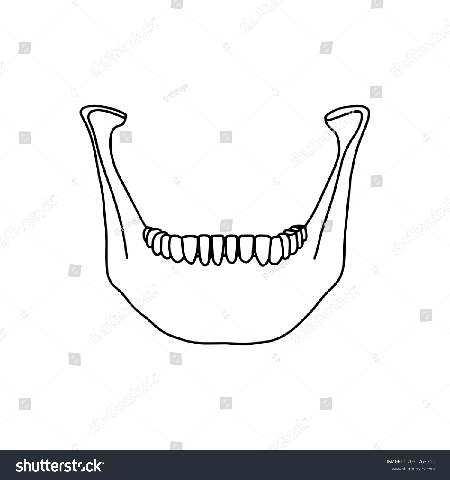 Lower Human Jaw Teeth Front View Stock Vector (Royalty Free) 2030763545 ...