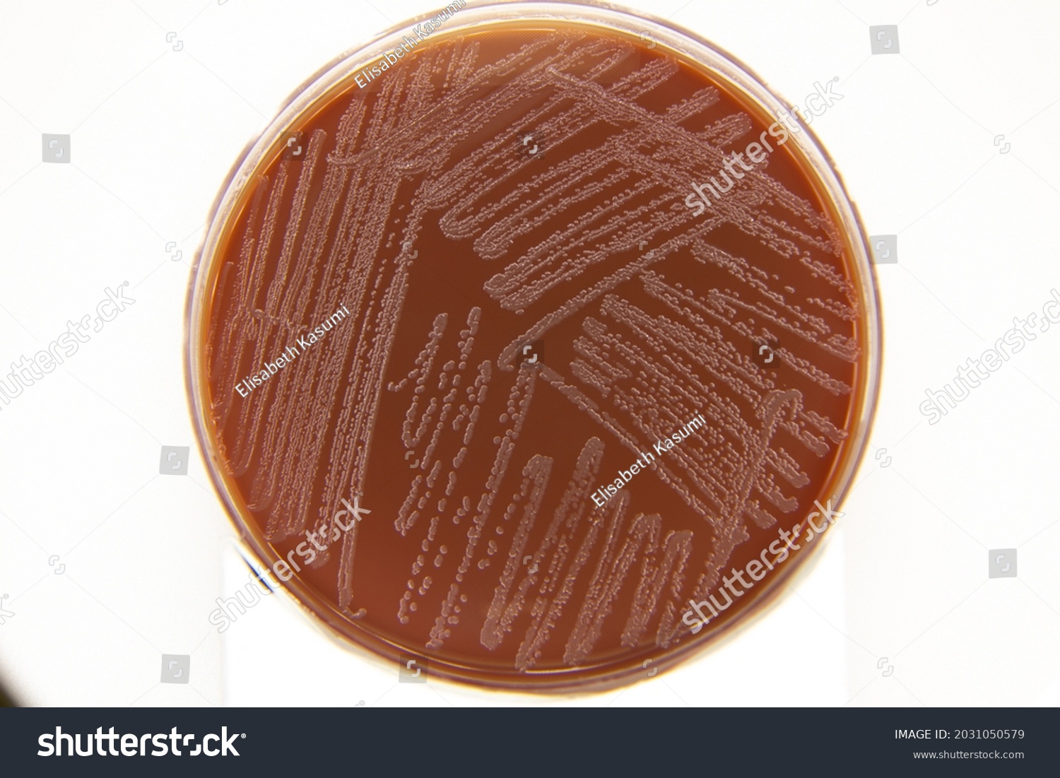 Im Genes De Chocolate Agar Im Genes Fotos Y Vectores De Stock Shutterstock