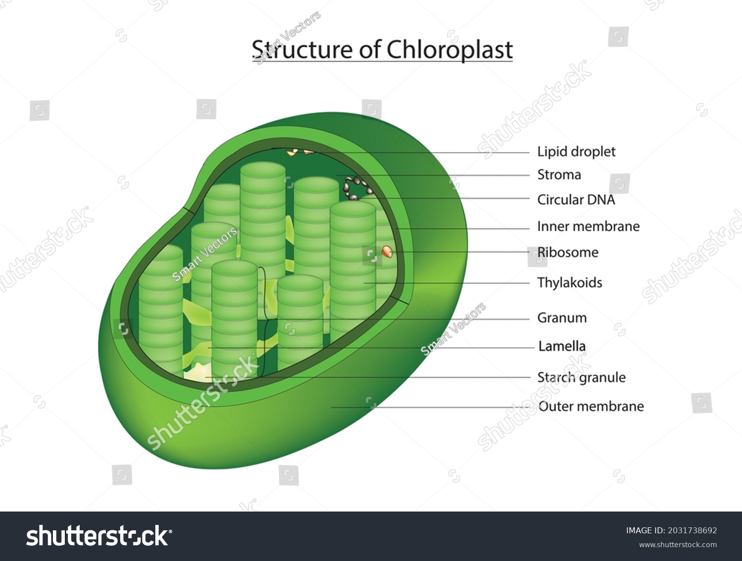 Botanical Anatomy Chloroplast 3d Structure Chloroplast Stock Vector ...