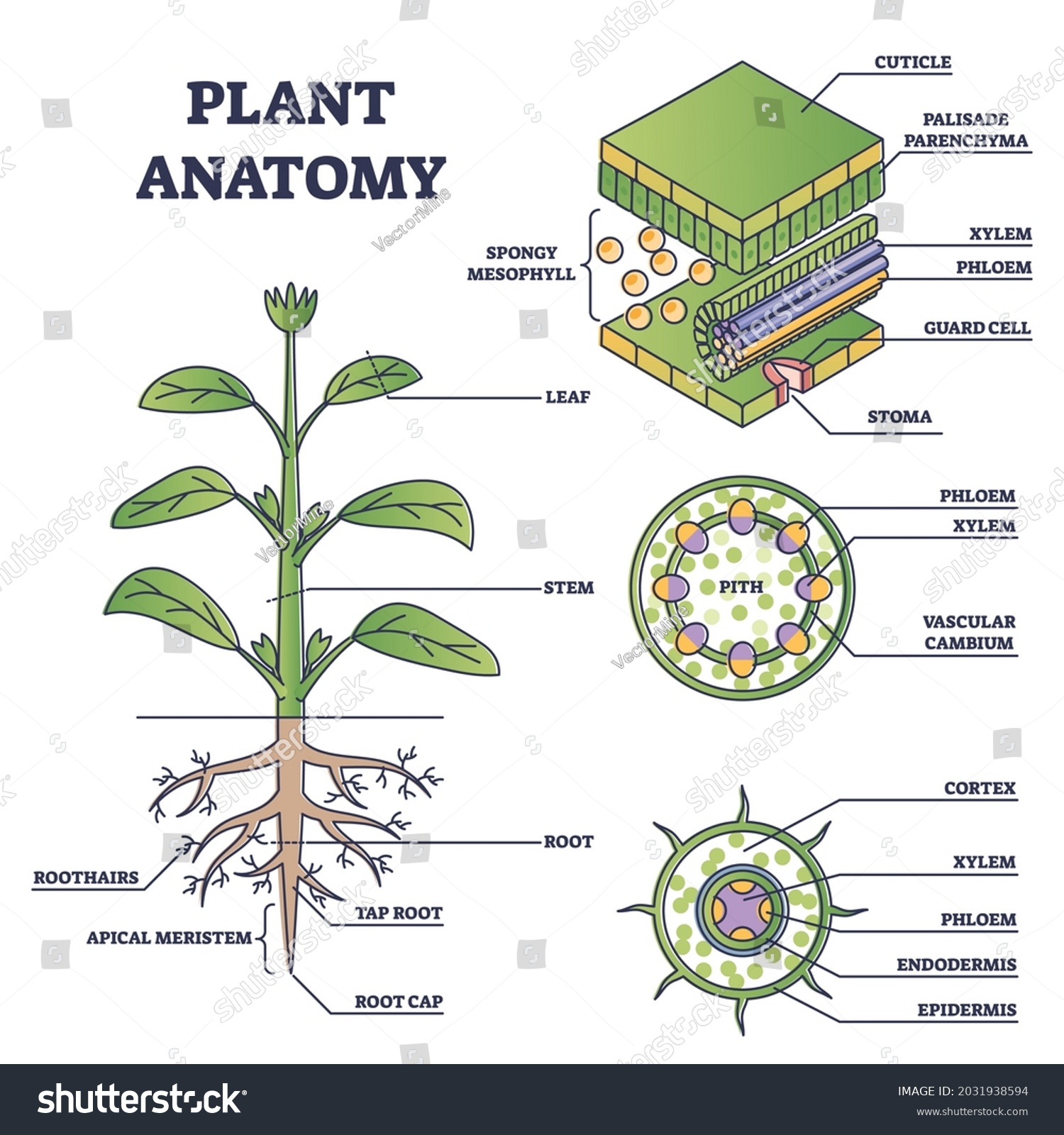 Анатомия растений ботаника. Анатомия растений. Анатомия растений изучает. Ботаника анатомия растений. Разделы анатомии растений.