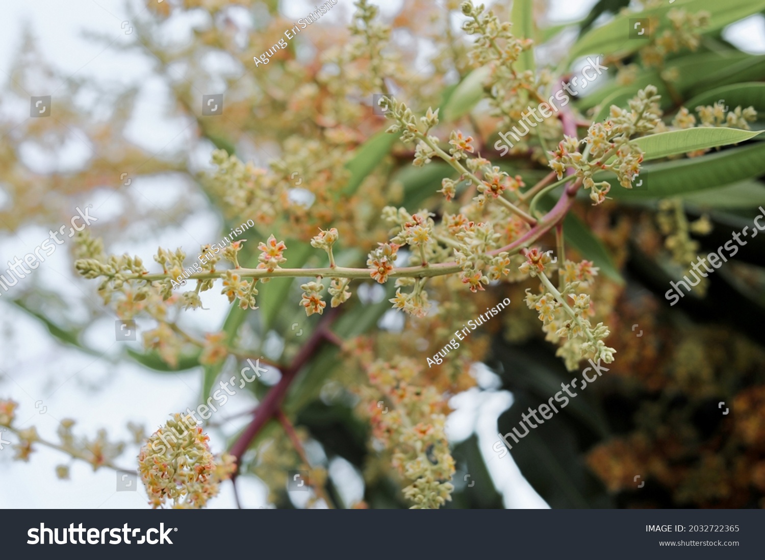 Mango Tree Flower White Sky Background Stock Photo 2032722365 