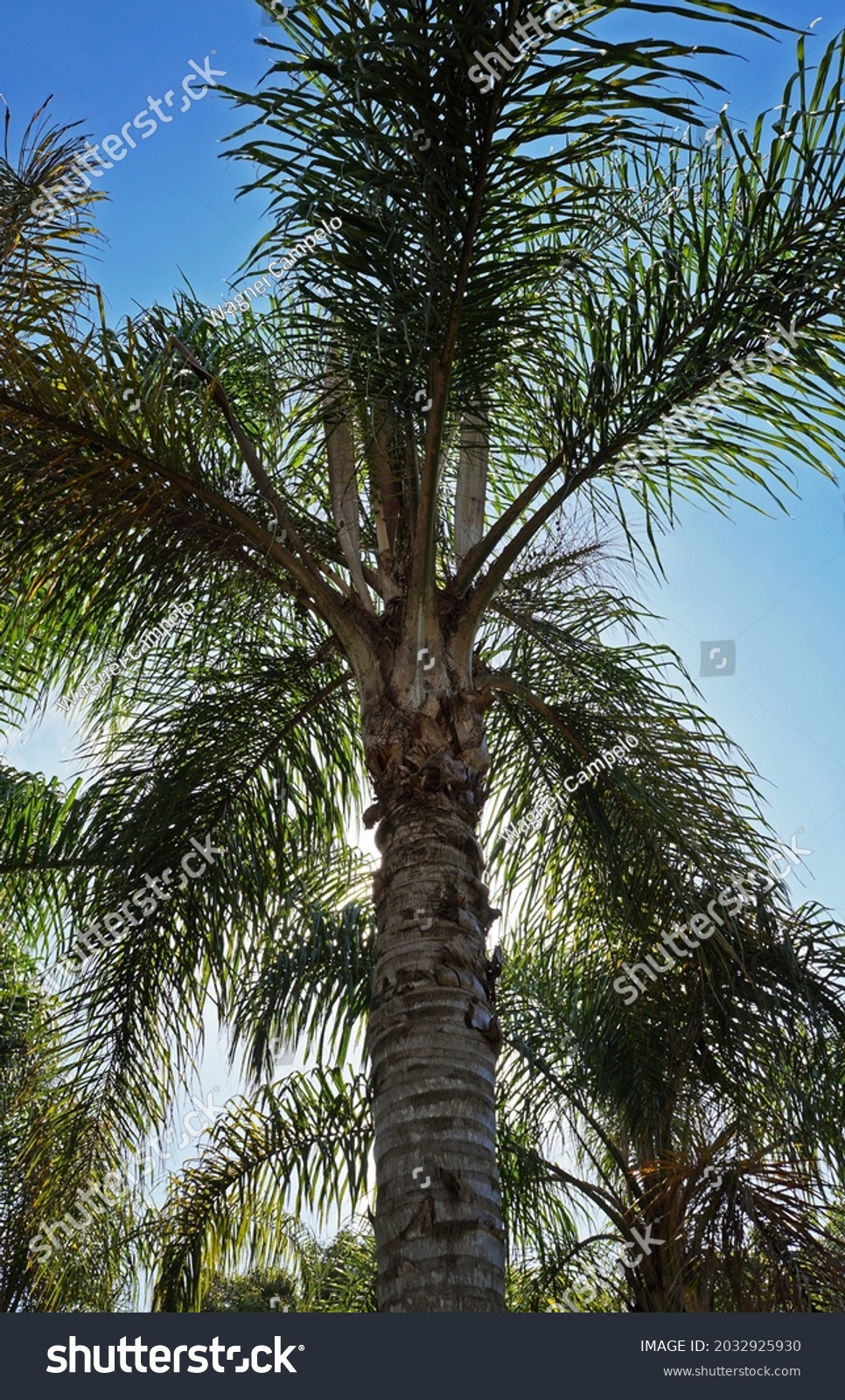 Queen Palm Tree Syagrus Romanzoffiana Stock Photo 2032925930 | Shutterstock