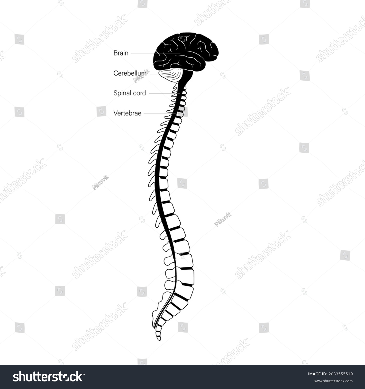 Central Nervous System Anatomical Poster Neurology Stock Vector ...