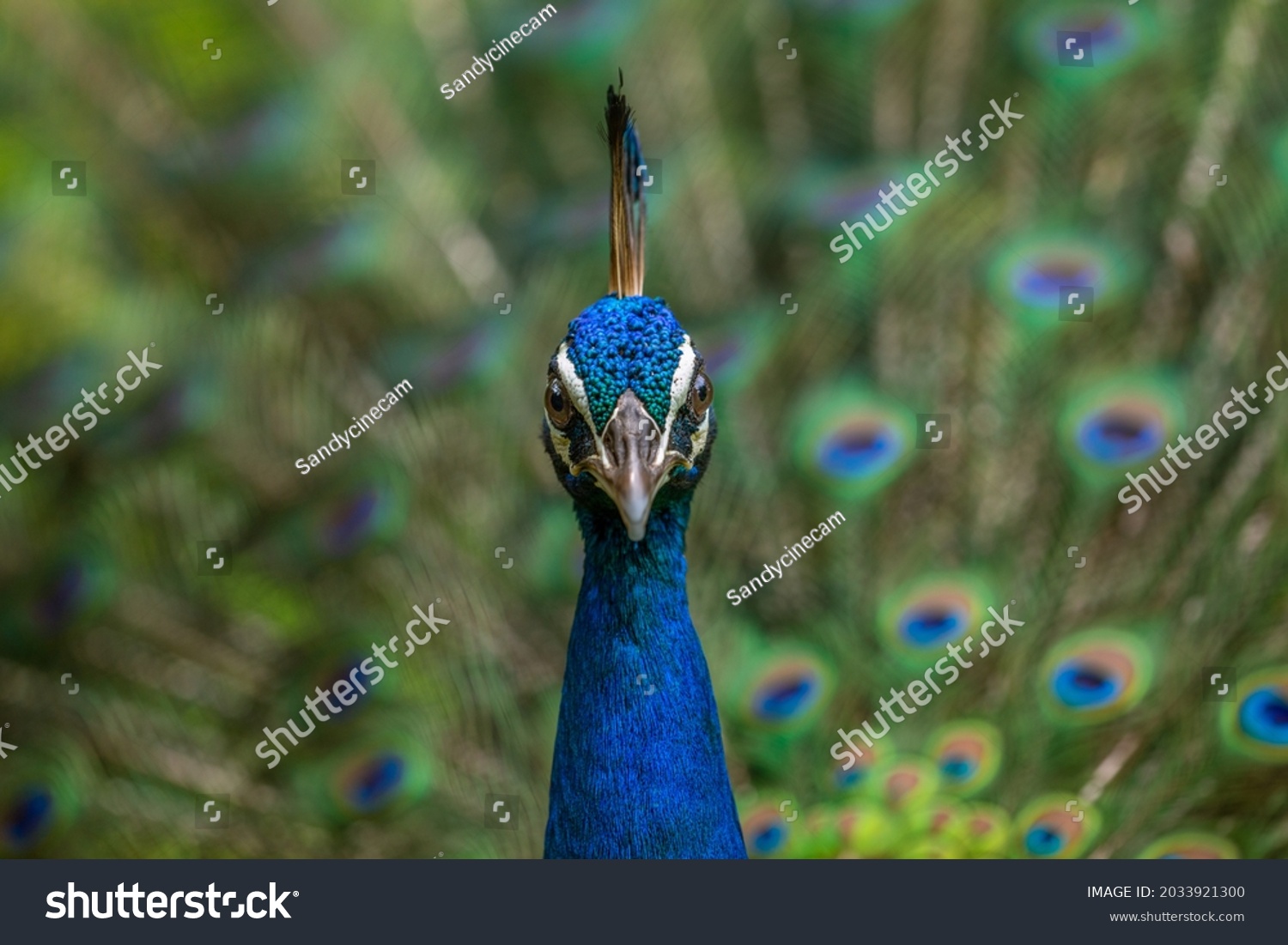 indian national bird