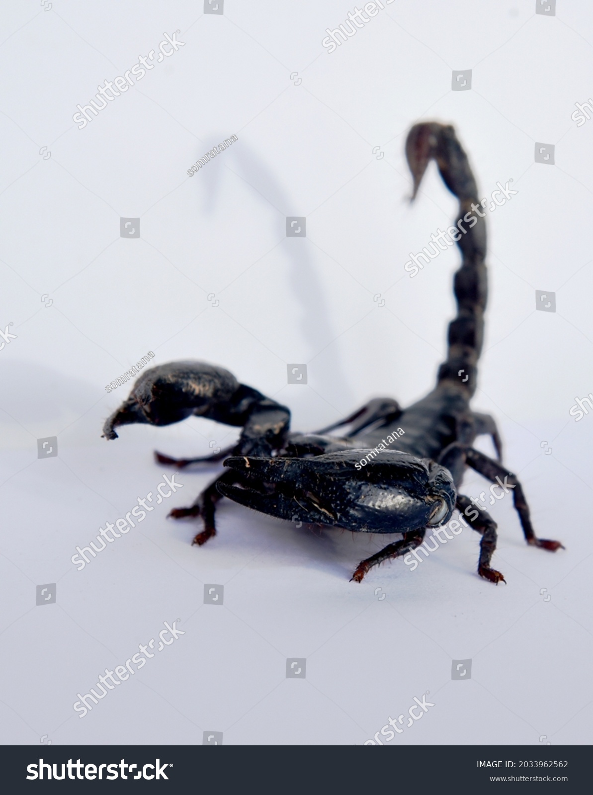 Big Black Scorpion Isolated On White Stock Photo 2033962562 | Shutterstock