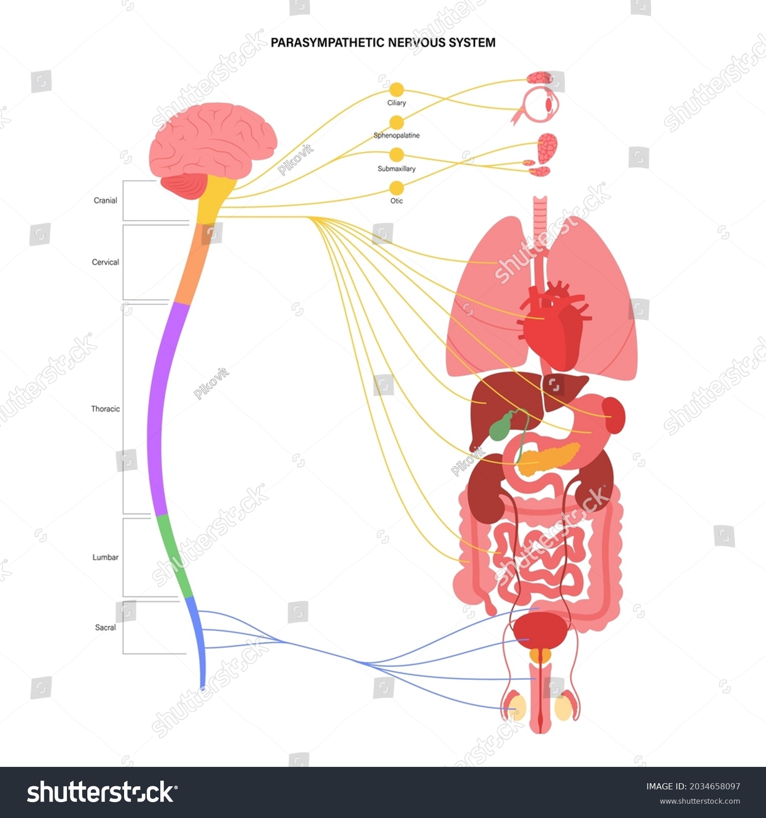 Parasympathetic Nervous System Diagram Brain Nerves Stock Vector ...