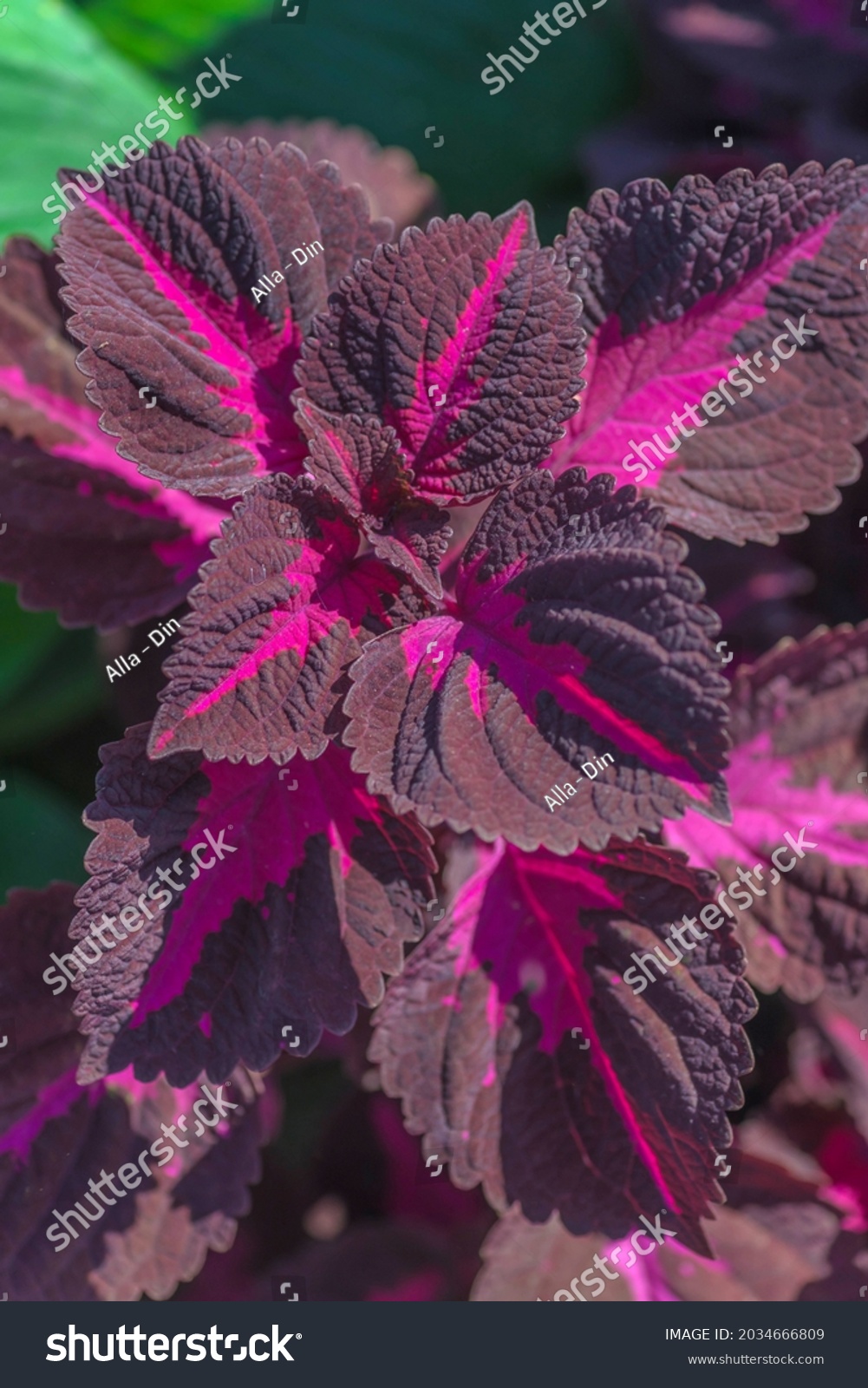 Nettle Houseplant Coleus Coleus Scutellarioides Commonly Stock Photo