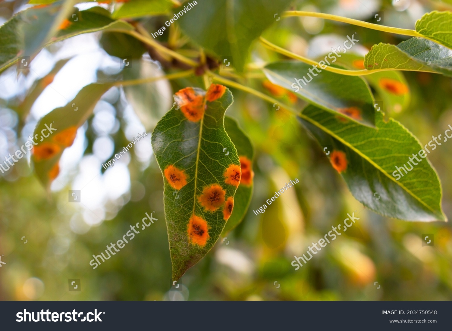 Disease Pear Trees Rust Spots On Stock Photo 2034750548 | Shutterstock