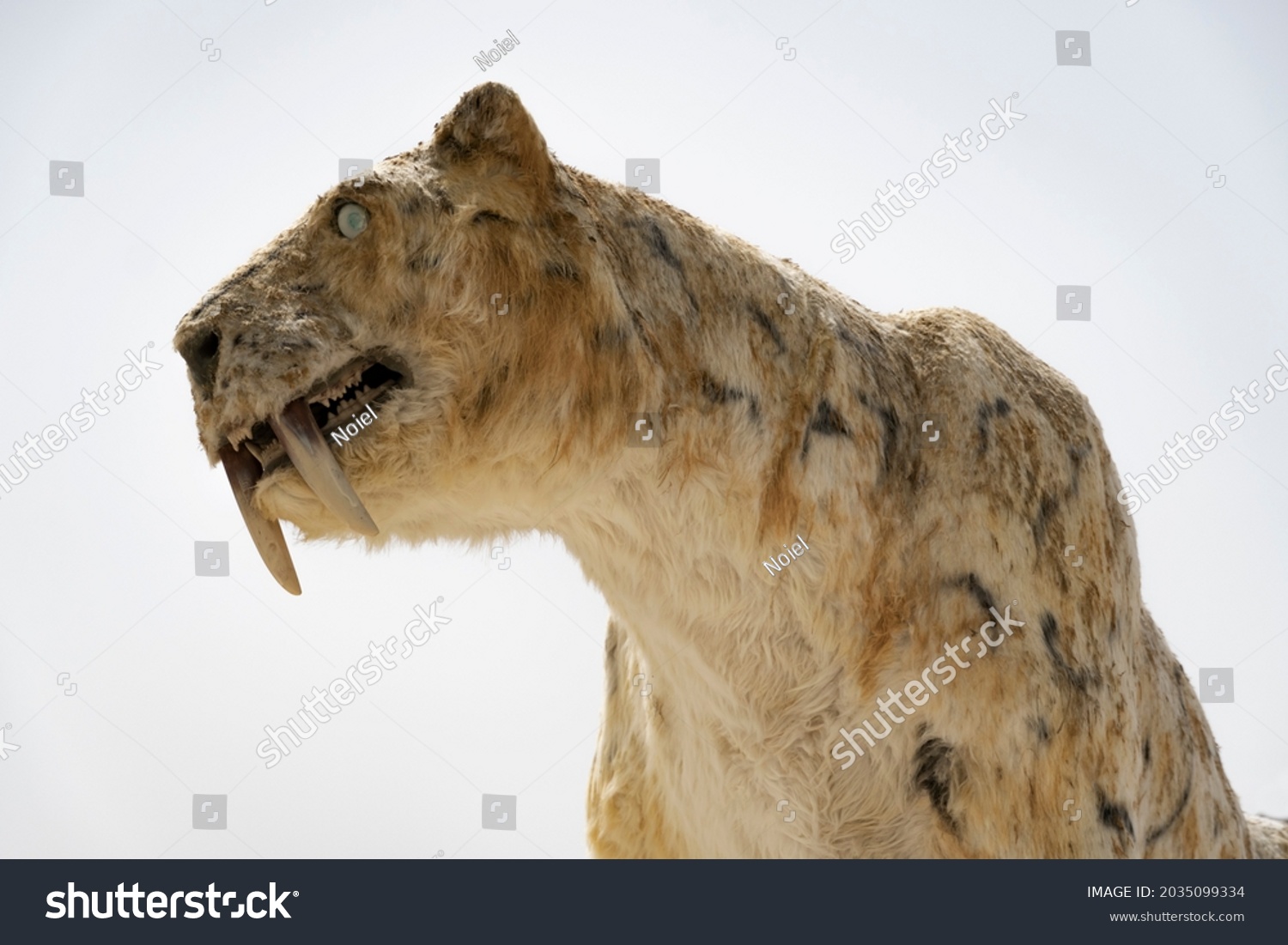 Sabertooth Cat Known Smilodon Isolated On Stock Photo 2035099334 ...