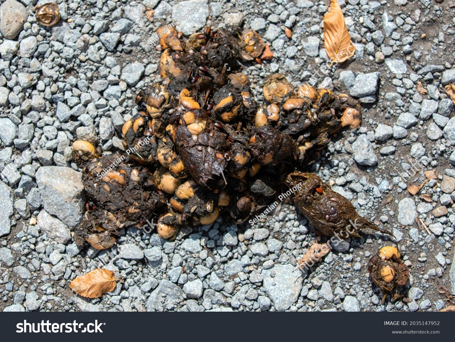 Bear Droppings On Ground Close Stock Photo 2035147952 | Shutterstock