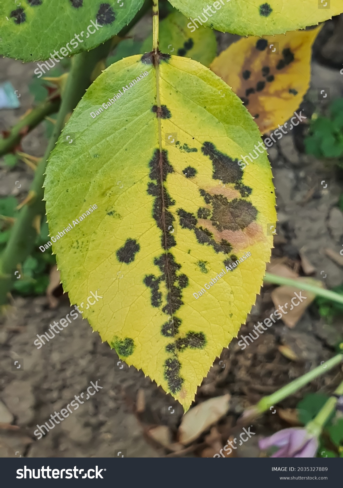 rose-plant-leaves-symptoms-fungal-infection-stock-photo-2035327889