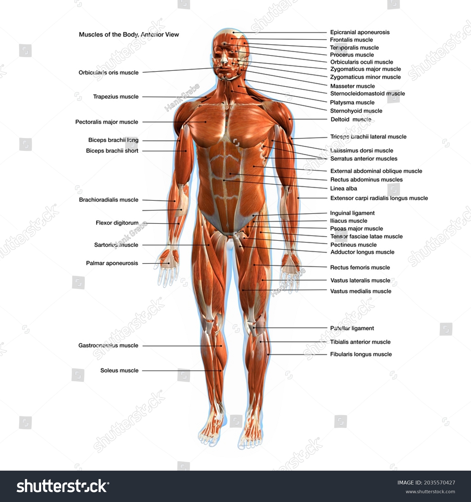 Ilustrasi Stok Labeled Muscles Human Body Chart Anterior Shutterstock