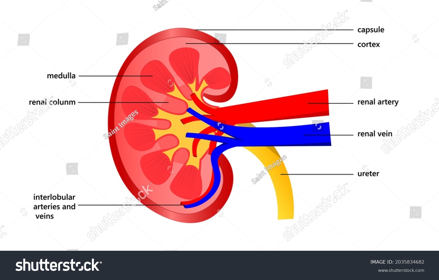 Anatomy Kidney Human Stock Vector (Royalty Free) 2035834682 | Shutterstock