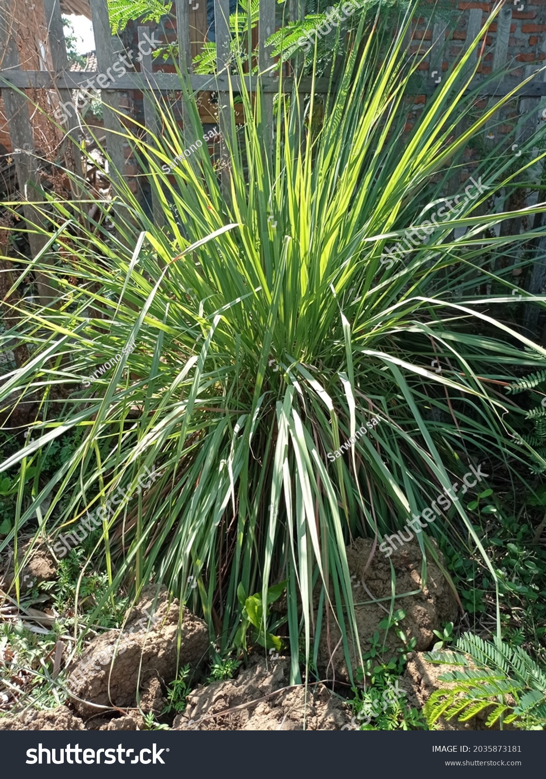 Citronella Plants That Grow Front Yard Stock Photo 2035873181 ...